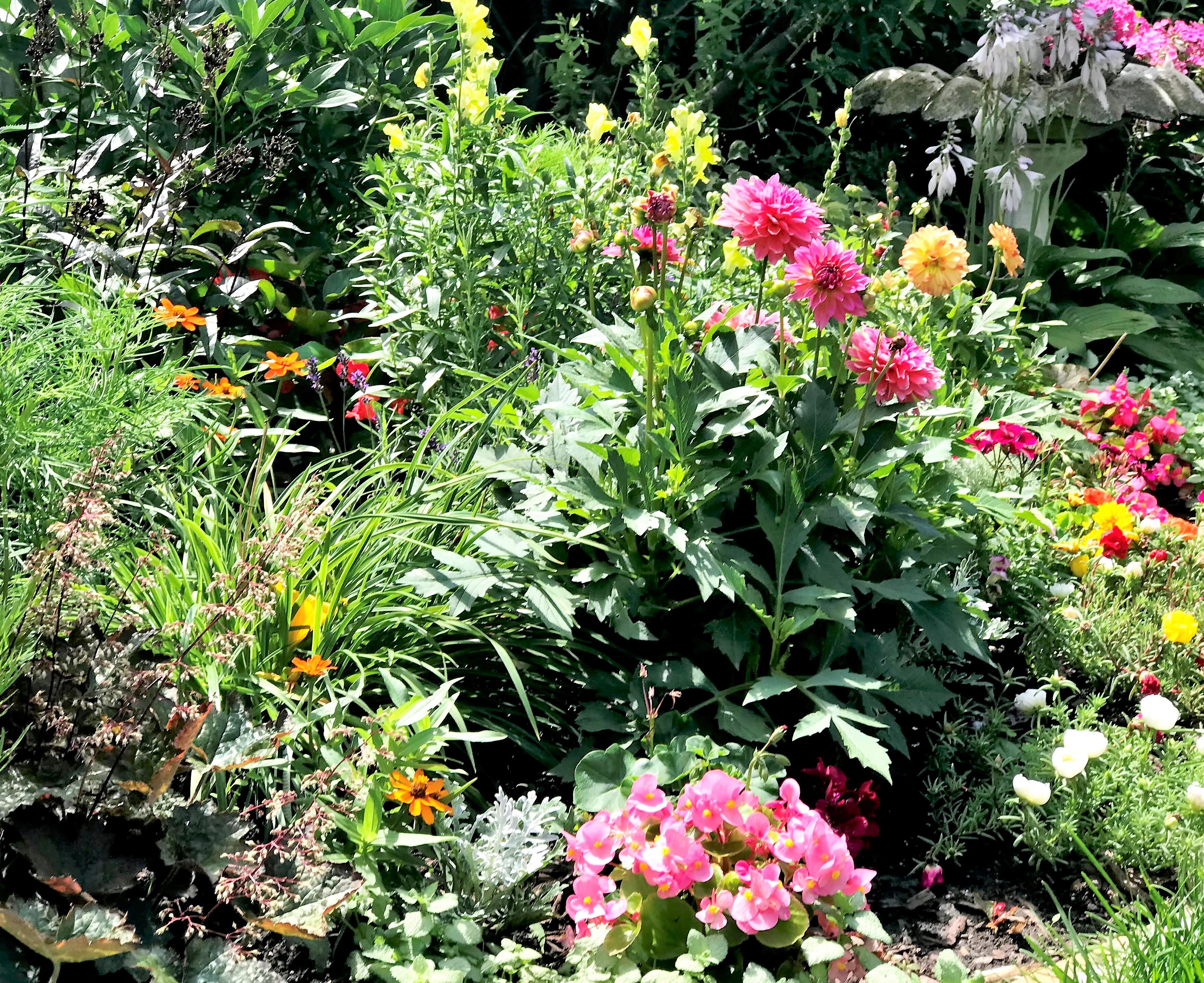 backyard garden 3Feb2022_1